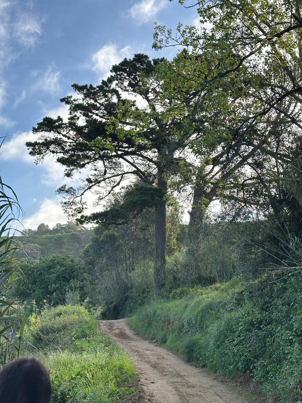 running trail in between peniche and ericeira with green view